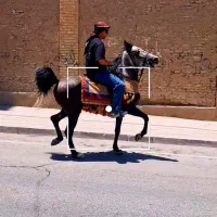 اسب سرو دم گیر