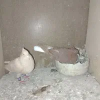 جوفتی جوان سالم رو جوجه ۱۹۵۰