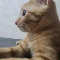 واگذاری گربه نر