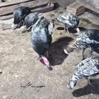 7بوقلمون یک نرو و6ماده تخم گذارند چندم غ وخروس|حیوانات مزرعه|خلیل شهر, |دیوار