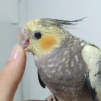 طوطی عروس هلندی  های سخنگو و رام در انواع رنگ و سن|پرنده|قائم‌شهر, |دیوار