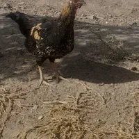 جوجه مرغ واکسن خورده کوچیک وبزرگ|حیوانات مزرعه|فریمان, |دیوار