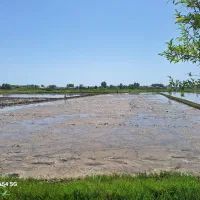 شالیزار برنج.زمین کشاورزی.شالیزار|فروش زمین و ملک کلنگی|رشت, منظریه|دیوار