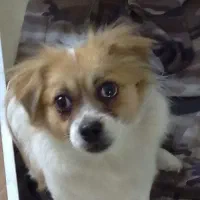 سگ بازیگوش خانگی|سگ|پرند, فاز ۵|دیوار