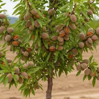 نهال بادام آریال اصلاح‌شده با باردهی زیاد