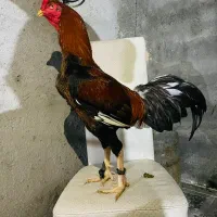 خ ر و س|حیوانات مزرعه|میناب, |دیوار