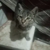 بچه گربه|گربه|سبزوار, قصبه شرقی|دیوار