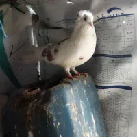 کبوتر نر پرشی