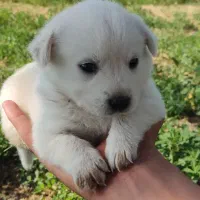 واگذاری|سگ|گلبهار, شهر جدید گلبهار|دیوار