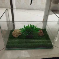 آکواریوم شیشه خم همراه چمن مصنوعی و دو مرجان