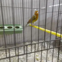 ۴ عدد قناری مست و نیمه مست