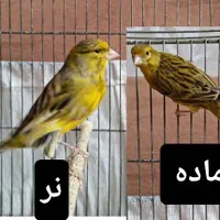 فروش یک جفت قناری نر بخون بشرت جوجه دهی تضمینی