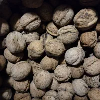 گردو امسالی مغز سفید