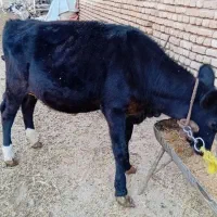 گوساله ماده 6 ماهه|حیوانات مزرعه|گلپایگان, |دیوار