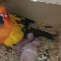 طوطی خورشیدی|پرنده|اهواز, کوی ملی راه|دیوار