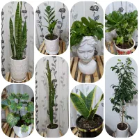 انواع گل‌ و گیاه (گلدان)