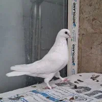 کبوتر سفید حندقی ماده|پرنده|قم, انسجام|دیوار