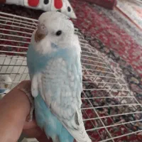 مرغ عشق دستی
