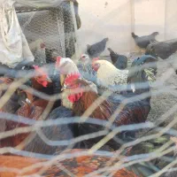 خروس درشت و جوان|حیوانات مزرعه|شاهرود, |دیوار