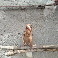 کبوتر شامپیون شازده سرور نر|پرنده|نمین, |دیوار