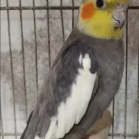 دو عدد طوطی عروس نر و ماده با قفس بزرگ فقط 2 تومن