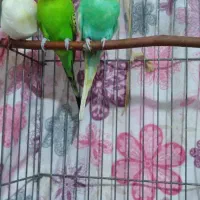 مرغ عشق انگلیسی گرید A|پرنده|الوند, |دیوار