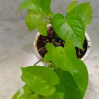 فروش گل و گیاه طبیعی|گل و گیاه طبیعی|جهرم, |دیوار