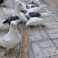 کبوتر جم ۵جفت یجا هما خال ۱۰۰۰۰۰۰