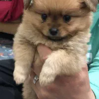 سگای خشگل و با نمک