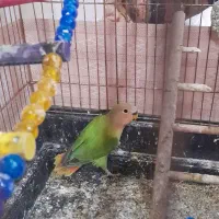 کوتوله دستی اوپال|پرنده|تایباد, |دیوار