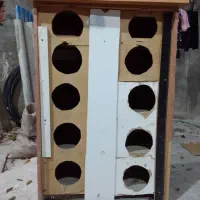 کبوتر قرمزی کوینح و کله ماستی اویناخ|پرنده|مراغه, |دیوار