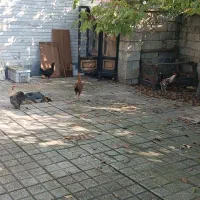 حیوانات مزرعه