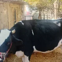 دو راس گاو و گوساله