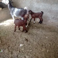 بز با دو عدد کره نر ۳ ماهه|حیوانات مزرعه|تفت, |دیوار