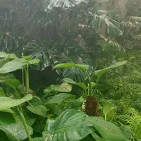 نیروی خانوم برای کار در گلخونه|استخدام خدمات فروشگاه و رستوران|نجف‌آباد, طالقانی|دیوار