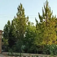 خانم جهت نظافت و اشپزی در خونه