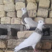 طوقی