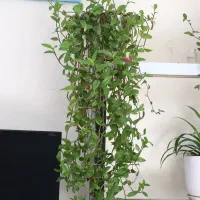 فروش گل های آپارتمانی گل یوکا.فیلوندرون.برگ عبایی|گل و گیاه طبیعی|تهران, توحید|دیوار