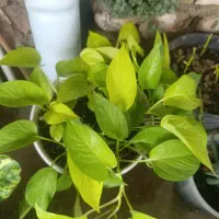 فروش به گل خونه|گل و گیاه طبیعی|گنبد کاووس, |دیوار