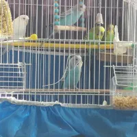 ۳عدد مرغ عشق