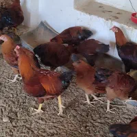 مرغ و خروس گلپایگانی، سلطان|حیوانات مزرعه|پادنا, |دیوار