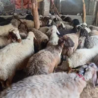قیمت 65
