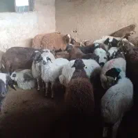 گوسفند و دام زنده شبانه روزی شرق