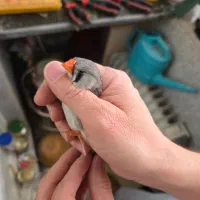 ماده انگلیسی اخمو نژاد دار|پرنده|تهران, سردارجنگل|دیوار