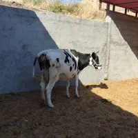 گاو آبستن چهار ماه|حیوانات مزرعه|دره شهر, |دیوار