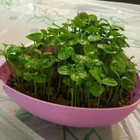 عدس دیمی درجه یک