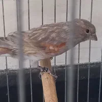 قناری،سقا،عروس هلندی، گرینچیک|پرنده|کرمان, |دیوار