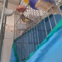 قناری عروس گلبسر|پرنده|تاکستان, |دیوار