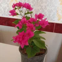 انواع گلهای کاغذی