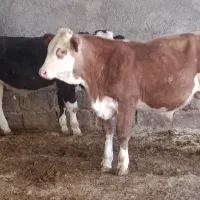 دوراس گوساله نر سیمینتال جنس یک یک آنتیک|حیوانات مزرعه|چگنی, |دیوار